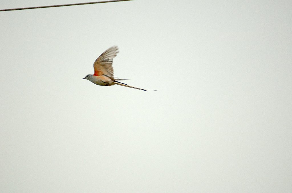 Flycatcher, Scissortail, 2006-08204479 Oklahoma.JPG - Scissortail, Route 66 East of Oklahoma City, OK, 8-2006